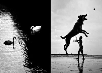 Street Safari Alan Schaller Street Photography Book