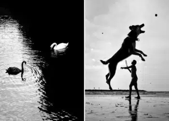 Street Safari Alan Schaller Street Photography Book