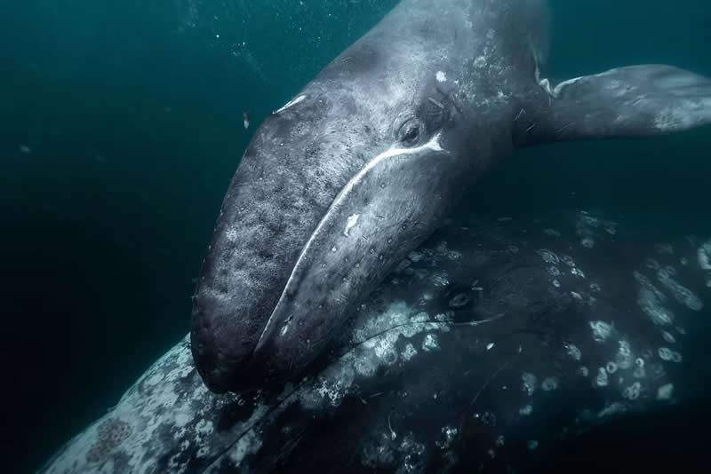 1st Place Winner: A Mother's Touch by Kaushik Subramaniam, United Kingdom - The Artist Gallery Awards 2026 Wildlife Winners
