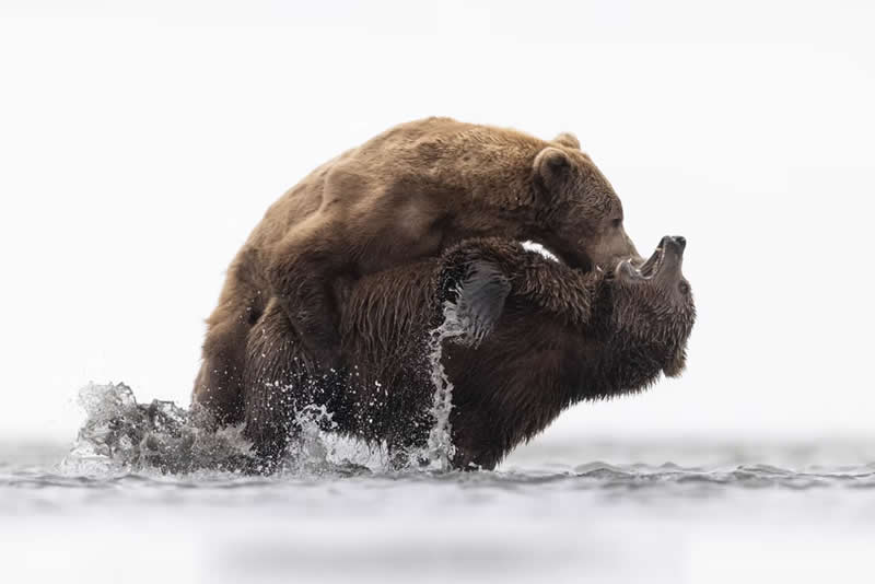 Grizzly Love by Kyle Moore, United Kingdom - The Artist Gallery Awards 2026 Wildlife Winners