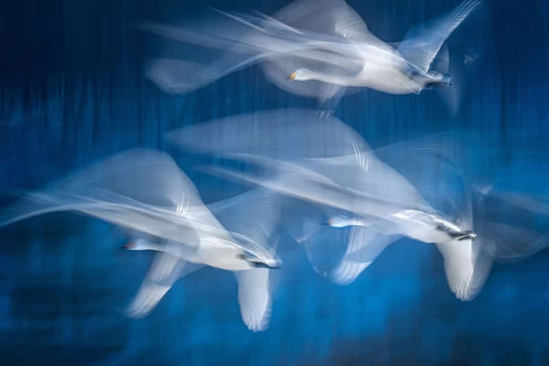 Choreography of Light by Yoshiki Nakamura, USA - The Artist Gallery Awards 2026 Wildlife Winners