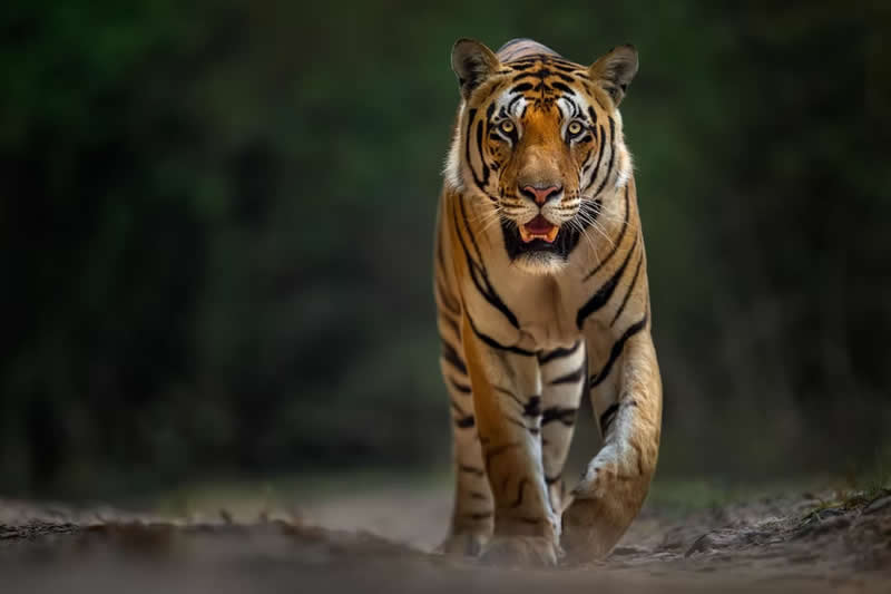King's Promenade by Yoshiki Nakamura, USA - The Artist Gallery Awards 2026 Wildlife Winners