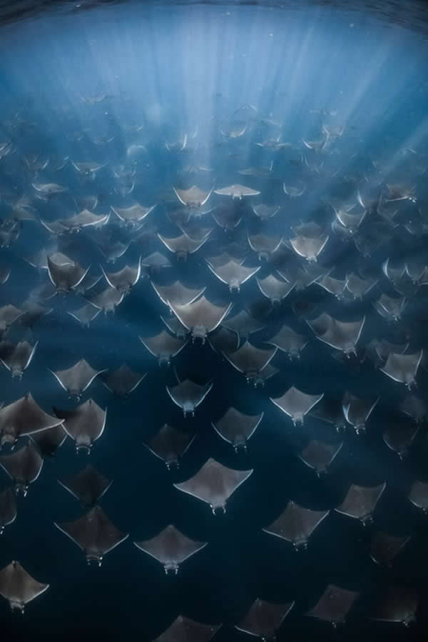 Rays for Days by Brittany Ilardi, USA - The Artist Gallery Awards 2026 Wildlife Winners