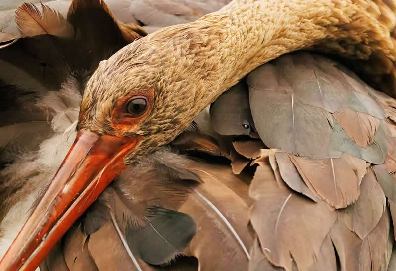 Juvenile Black Stork by Chris Brain, United Kingdom - The Artist Gallery Awards 2026 Wildlife Winners