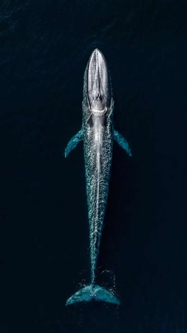 Big Blue by Subramaniam, United Kingdom - The Artist Gallery Awards 2026 Wildlife Winners