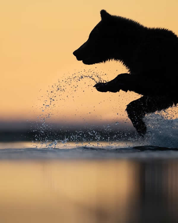 Chasing Breakfast by Charles Janson, USA - The Artist Gallery Awards 2026 Wildlife Winners