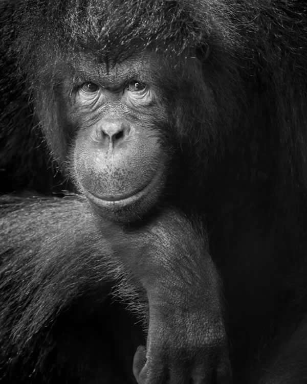 Pose of the Wild by Dev Kumar, Malaysia - The Artist Gallery Awards 2026 Wildlife Winners