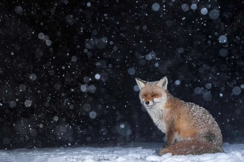 Under the Falling Snow by Kyle Moore, United Kingdom - The Artist Gallery Awards 2026 Wildlife Winners