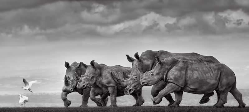 The Rugby Players by Preeti & Prashant Chacko, India - The Artist Gallery Awards 2026 Wildlife Winners
