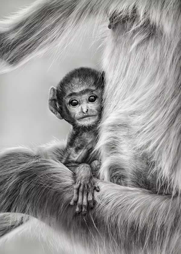 Innocence by Preeti & Prashant Chacko, India - The Artist Gallery Awards 2026 Wildlife Winners