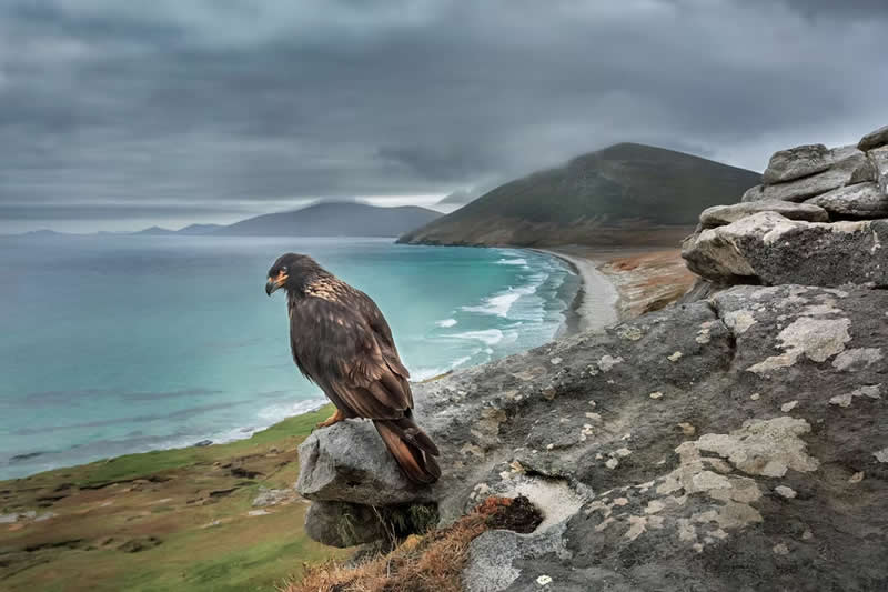 The Observer by Dario Podesta, Argentina - The Artist Gallery Awards 2026 Wildlife Winners
