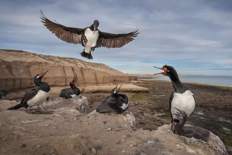 Cormorant Landing by Dario Podesta, Argentina - The Artist Gallery Awards 2026 Wildlife Winners
