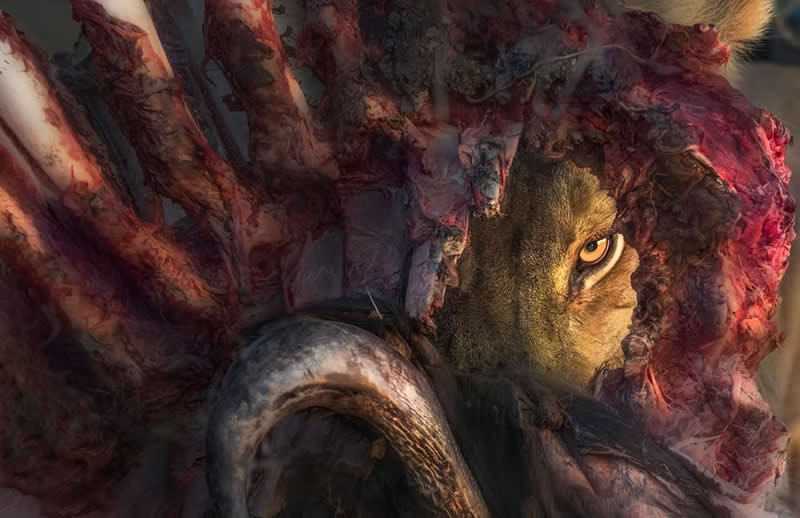 Glorious Hunting by Panos Laskarakis, Greece - The Artist Gallery Awards 2026 Wildlife Winners