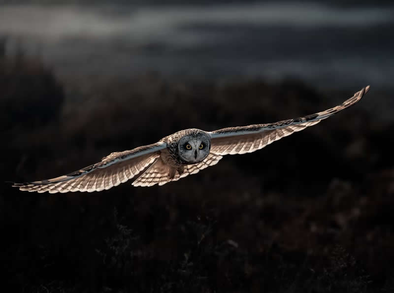 The Silent Hunter by Panagiotis Xaxiris, Greece - The Artist Gallery Awards 2026 Wildlife Winners