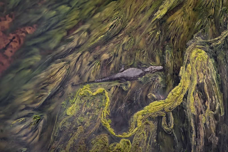 Algal Blanket by Dario Podesta, Argentina - The Artist Gallery Awards 2026 Wildlife Winners