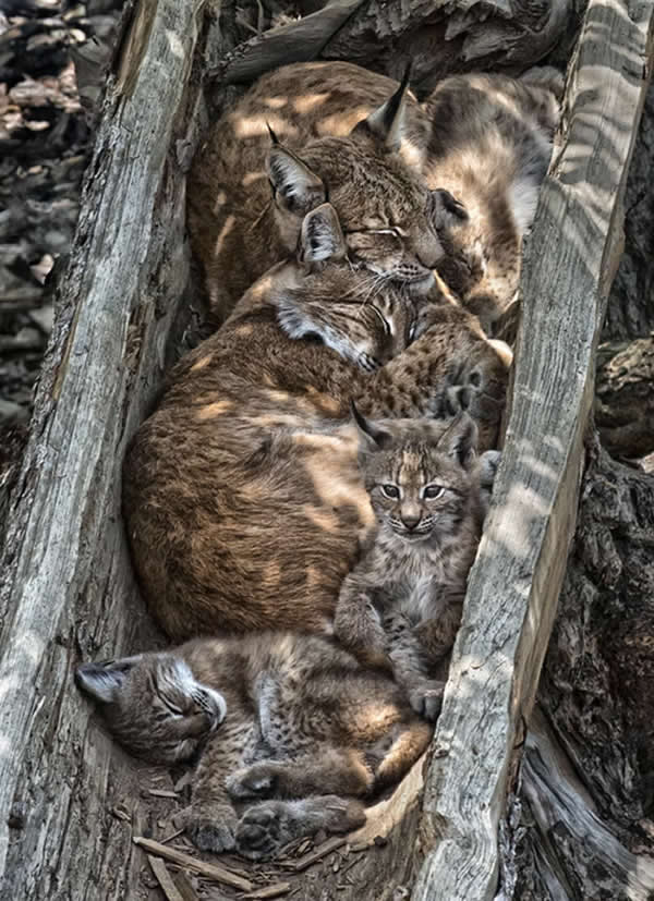 Lynx Family by Roberto Carnevali, Italy - The Artist Gallery Awards 2026 Wildlife Winners