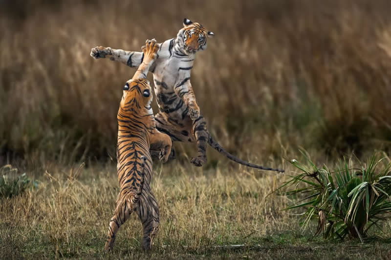 Rite of Passage by Somdutt Prasad, India - The Artist Gallery Awards 2026 Wildlife Winners