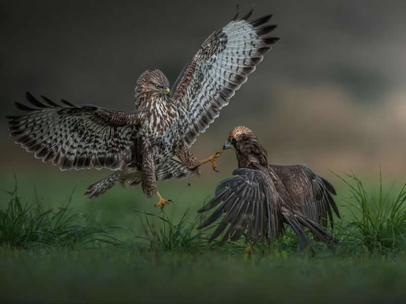 Attack from Above by Panagiotis Xaxiris, Greece - The Artist Gallery Awards 2026 Wildlife Winners