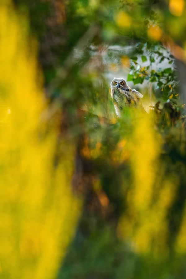 A Sunset Drink by Jeremy Neipp, USA - The Artist Gallery Awards 2026 Wildlife Winners