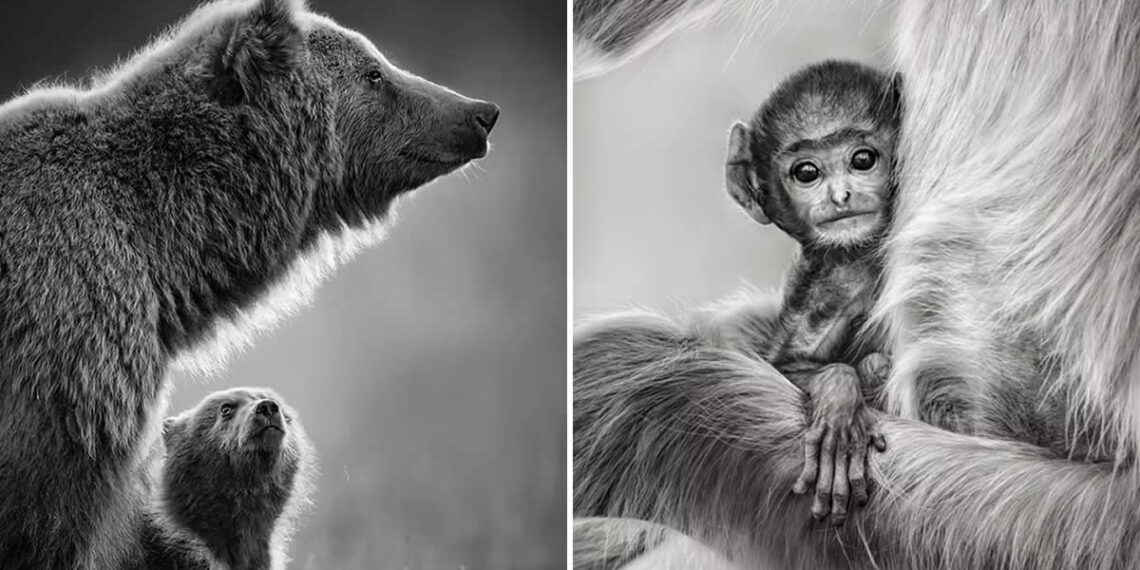 Wildlife Photos from The Artist Gallery Awards 2026
