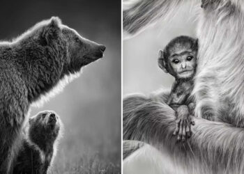 Wildlife Photos from The Artist Gallery Awards 2026