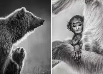 Nature Unleashed: 24 Winning Wildlife Photos from The Artist Gallery Awards 2026 46 Wildlife Photos from The Artist Gallery Awards 2026