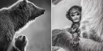Wildlife Photos from The Artist Gallery Awards 2026