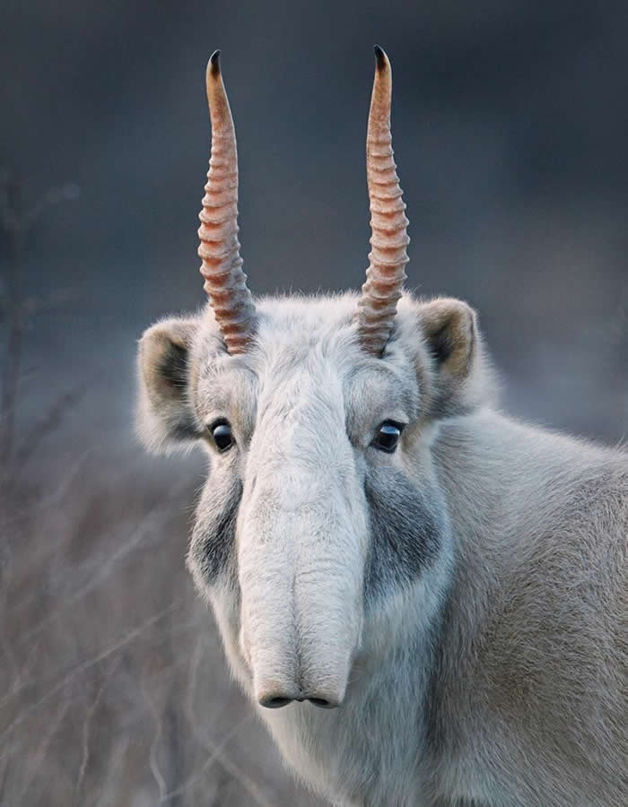 The surreal looking saiga is a critically endangered antelope from Central Asia