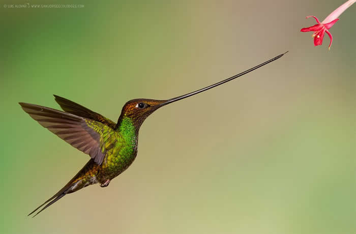 The sword-billed hummingbird is the only bird with a beak longer than its body
