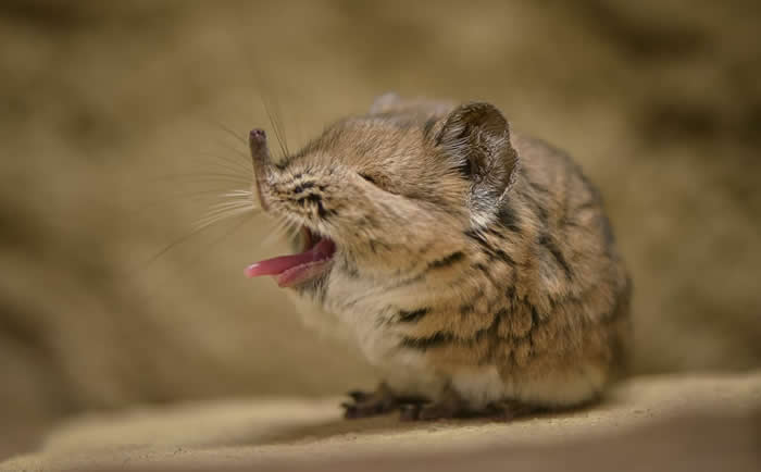 An adorable yawning elephant shrew