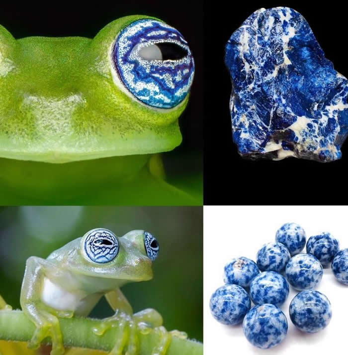 The eyes of the ghost glass frog look remarkably similar to blue spot jasper stone