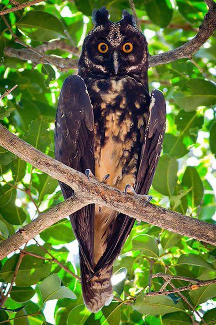 The beautiful Stygian owl. This species lives in South America and parts of Central America