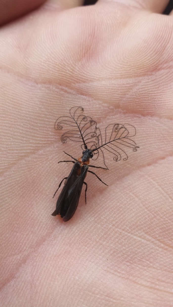 The amazing antennae of a glowworm beetle