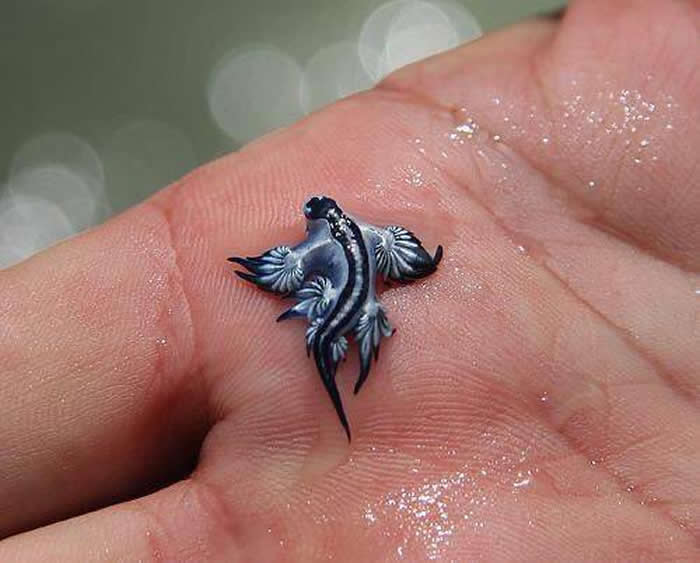 Glaucus atlanticus preys on the Portuguese man o' war and uses its venom as a defence