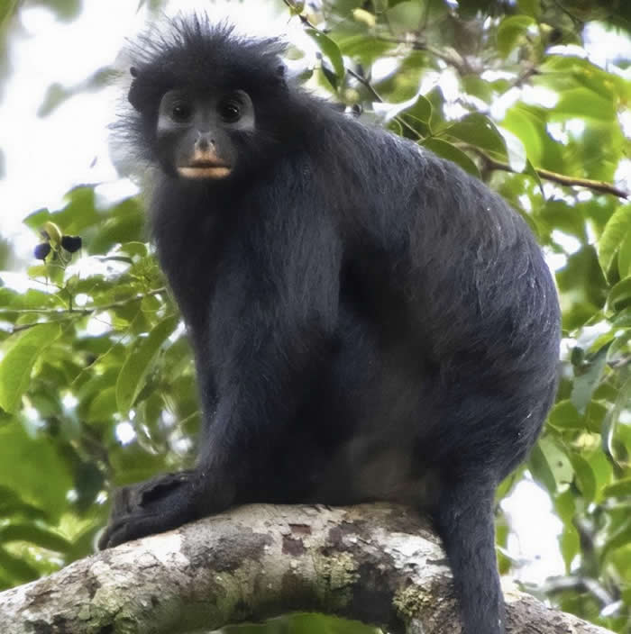 Meet the Likweli (Colobus congoensis). With its orange lips and roaring calls, this newly discovered monkey managed to remain hidden in the rainforests of DR Congo until now