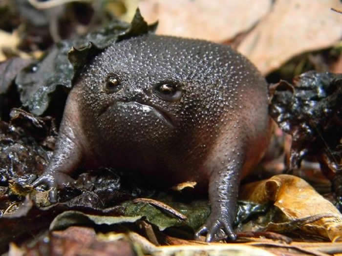 Breviceps fuscus - a grumpy looking frog