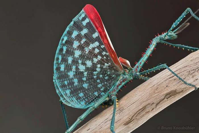 Achrioptera spinosissima is a large stick insect from Madagascar
