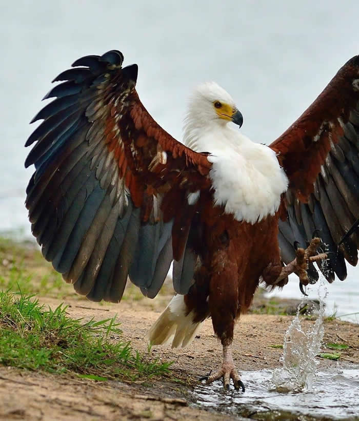 With its piercing call and striking plumage, the African fish eagle is one of Africa&rsquo;s most recognisable birds of prey