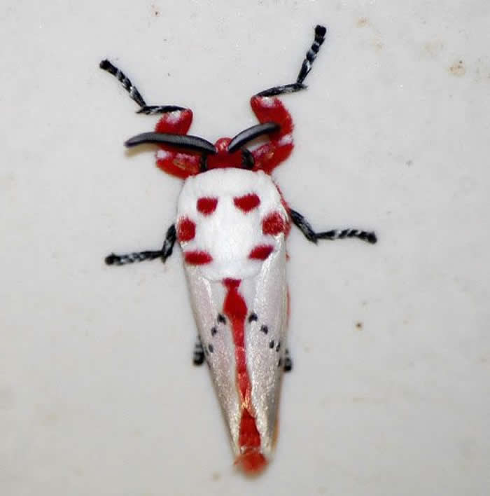 The peppermint moth