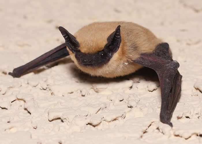 The canyon bat (Parastrellus hesperus) is the smallest bat in the USA, with a wingspan of just 20cm