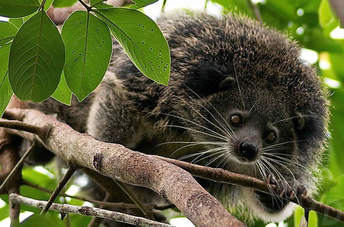The binturong or bearcat is a vulnerable species from south & Southeast Asia