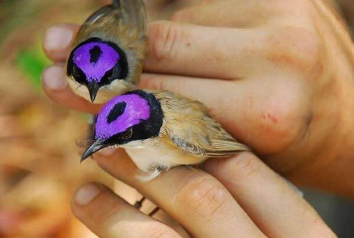 The purple-crowned fairy wren