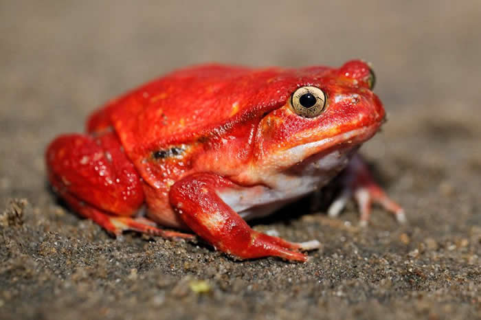 The tomato frog of Madagascar puffs up & secretes a thick substance when predators try to eat it