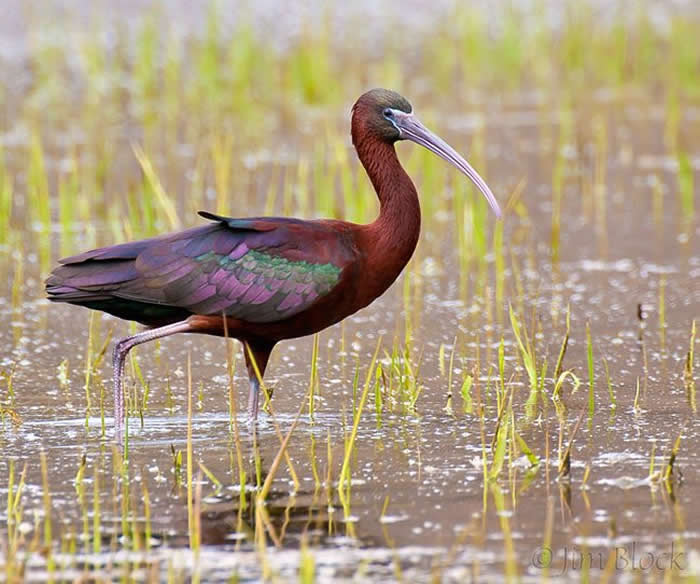 The glossy ibis is a widespread species found in most warm regions of the world