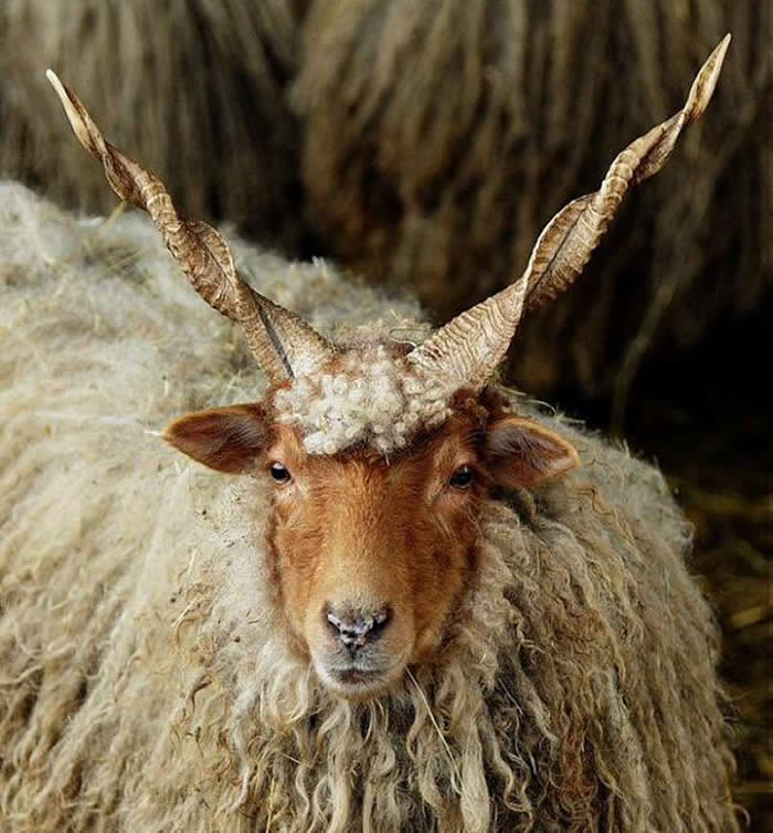 The Wallachian sheep