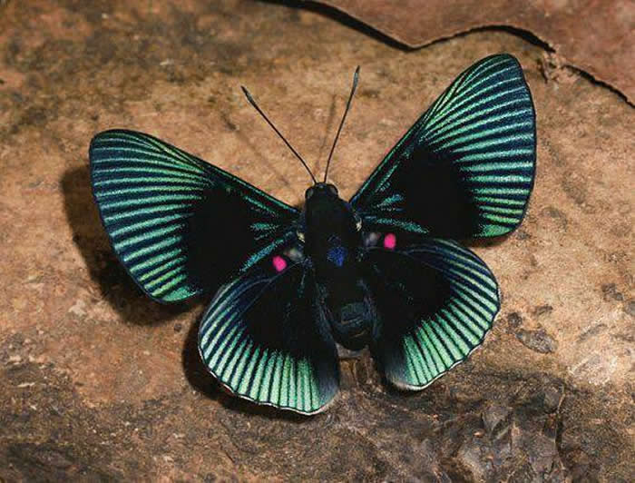 Lyropteryx apollonia from the Amazon rainforest