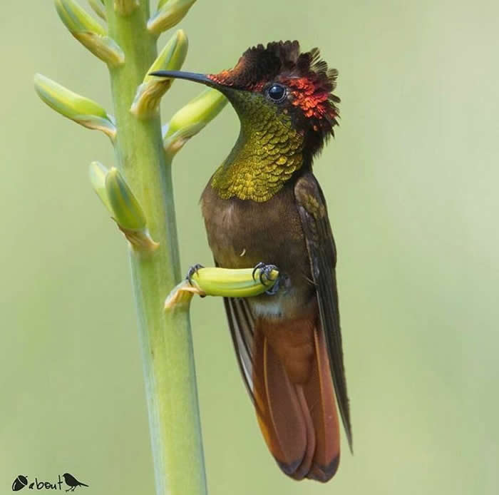 An amazing ruby-topaz hummingbird