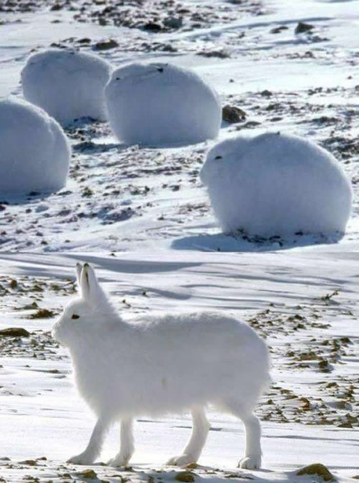 Arctic hares can run at speeds of 40 miles per hour