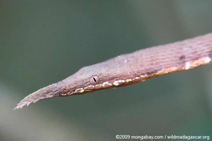 Madagascar leaf-nosed snakes have bizarre nasal appendages which act as camouflage