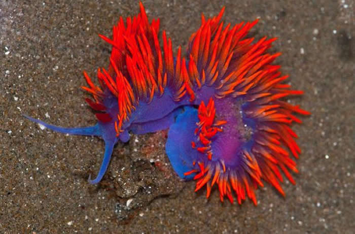 A Spanish shawl nudibranch
